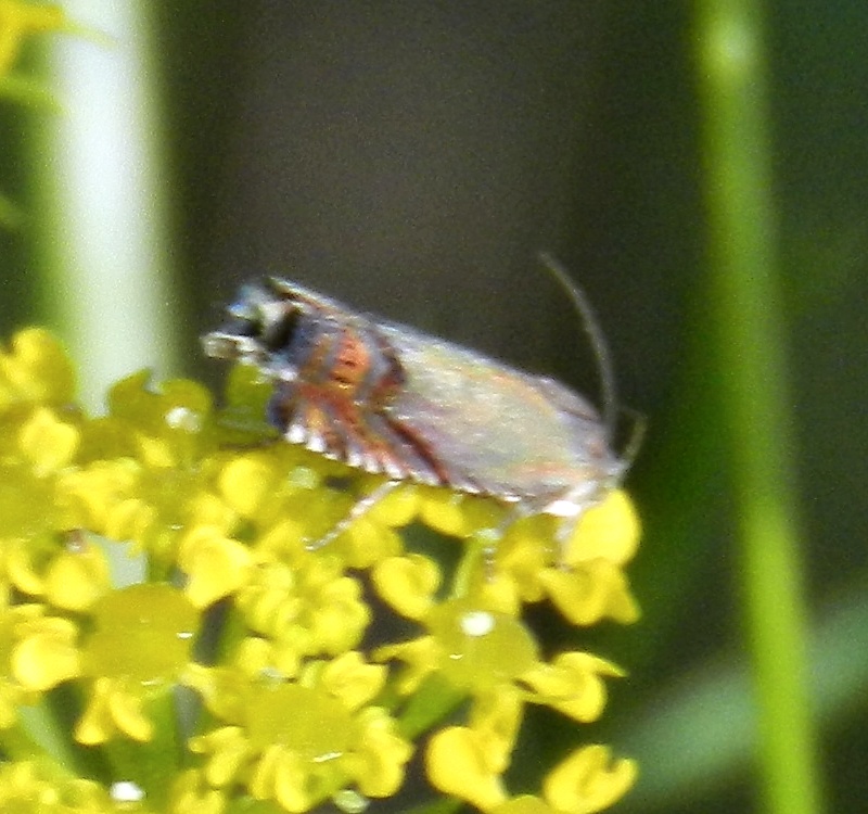 Determinazione micro su Chaerophyllum coloratum